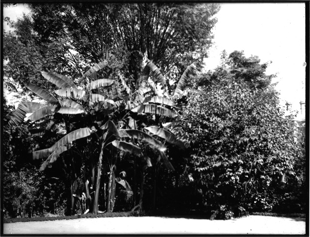 Simpson photo. unnumbered 15: Egyptian countryside.