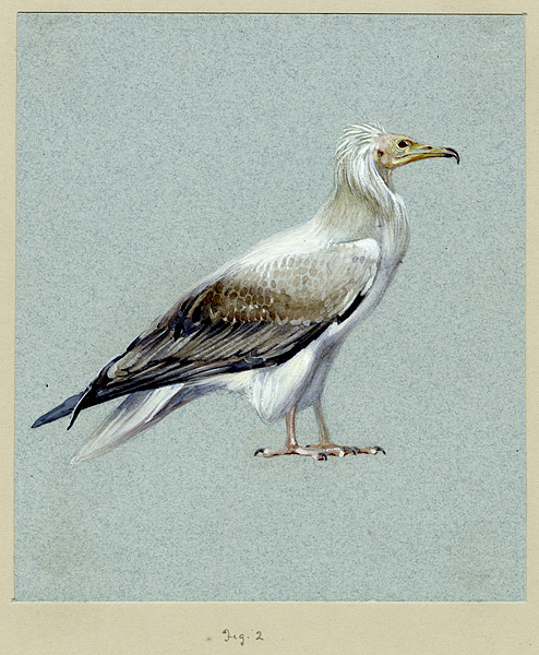 Howard Carter's watercolours of bird and animals
