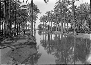 A palm grove with a canal