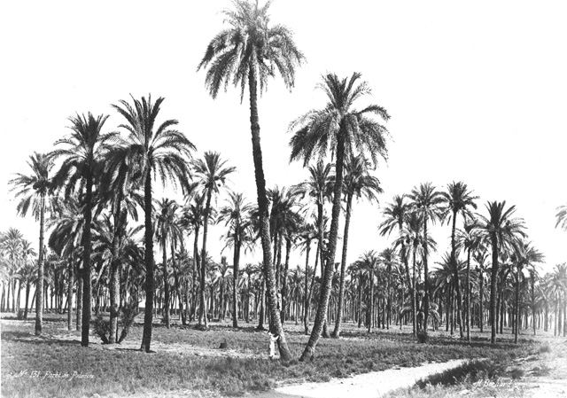 Bchard, H., Egyptian countryside (before 1878
[Reproduced in 1878.])