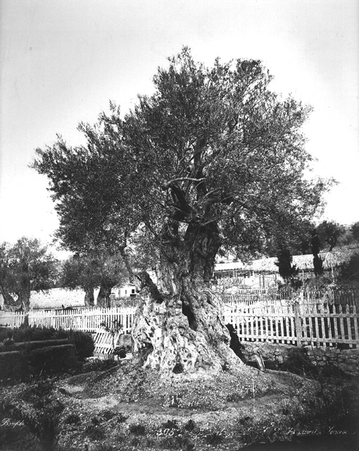 Bonfils, F., Jerusalem (c.1870  [Estimated date.])