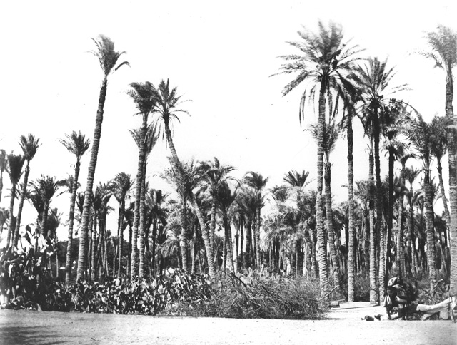 not known, Egyptian countryside (before 1874
[In an album dated 1873-4.])