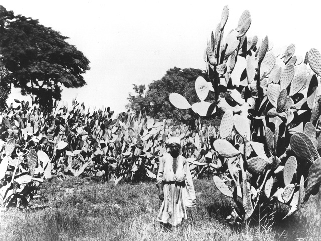 not known, Egyptian countryside (before 1874
[In an album dated 1873-4.])