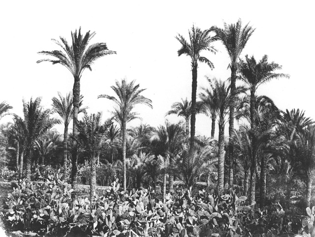 Hammerschmidt, W., Egyptian countryside (1857-9
[The dates of Hammerschmidt's visits to Egypt.])