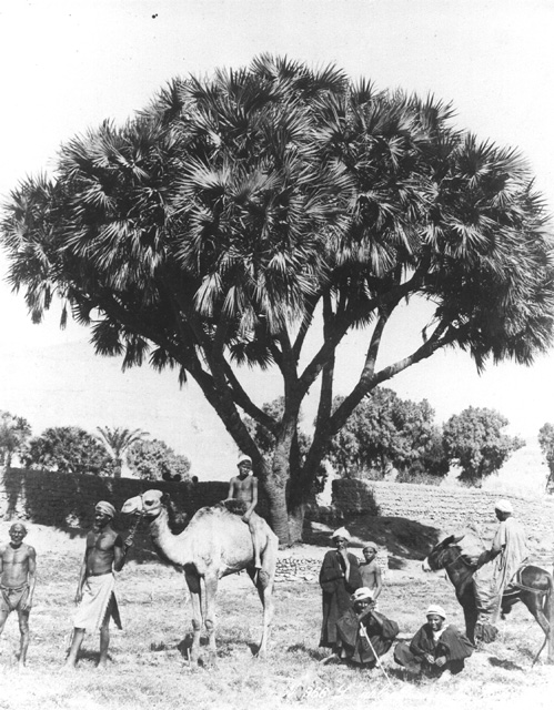 Zangaki, G., Egyptian countryside (c.1890
[Estimated date.])