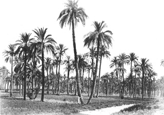 Bchard, H., Egyptian countryside (before 1878
[Reproduced in 1878.]) (Enlarged image size=39Kb)