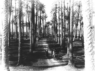 Lekegian, G., Egyptian countryside (c.1890
[Estimated date.]) (Enlarged image size=49Kb)