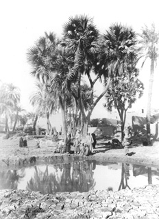 Beato, A., Egyptian countryside (c.1890
[Estimated date.]) (Enlarged image size=42Kb)