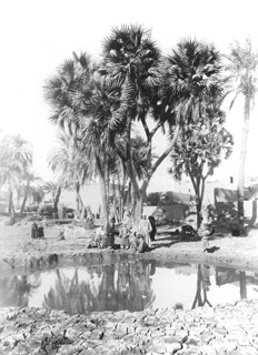 Beato, A., Egyptian countryside (c.1890
[Estimated date.]) (Enlarged image size=42Kb)