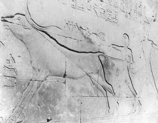 Beato, A., Abydos (c.1900
[Gr. Inst. 4132 in an album dated 1904.]) (Enlarged image size=36Kb)
