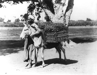 Lekegian, G., People and scenes of daily life (c.1890
[Estimated date.]) (Enlarged image size=38Kb)