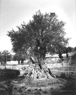 Bonfils, F., Jerusalem (c.1870  [Estimated date.]) (Enlarged image size=98Kb)