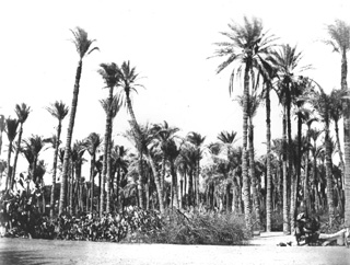 not known, Egyptian countryside (before 1874
[In an album dated 1873-4.]) (Enlarged image size=43Kb)