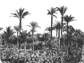 Hammerschmidt, W., Egyptian countryside (1857-9
[The dates of Hammerschmidt's visits to Egypt.]) (Enlarged image size=43Kb)