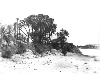 Beato, A., Egyptian countryside (c.1890
[Estimated date.]) (Enlarged image size=32Kb)