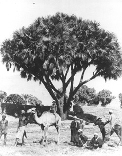 Zangaki, G., Egyptian countryside (c.1890
[Estimated date.]) (Enlarged image size=47Kb)