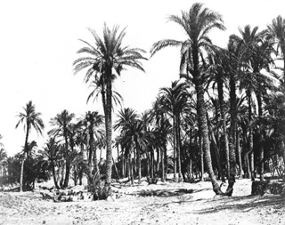 Sebah, J. P., Egyptian countryside (c.1875
[Estimated date.]) (Enlarged image size=50Kb)