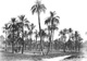 Click to see details of a palm grove.
