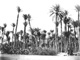 Click to see details of a grove of date palms.
