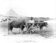 Click to see details of ploughman with a team of oxen, with the...