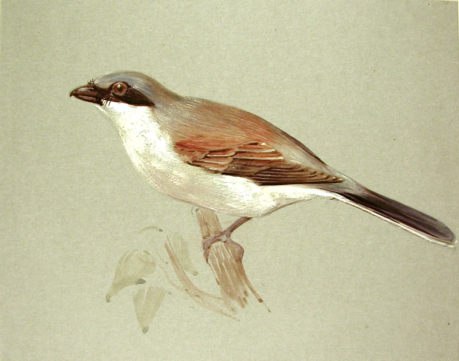 Carter MSS. vii.1.5.1 Red-Backed Shrike