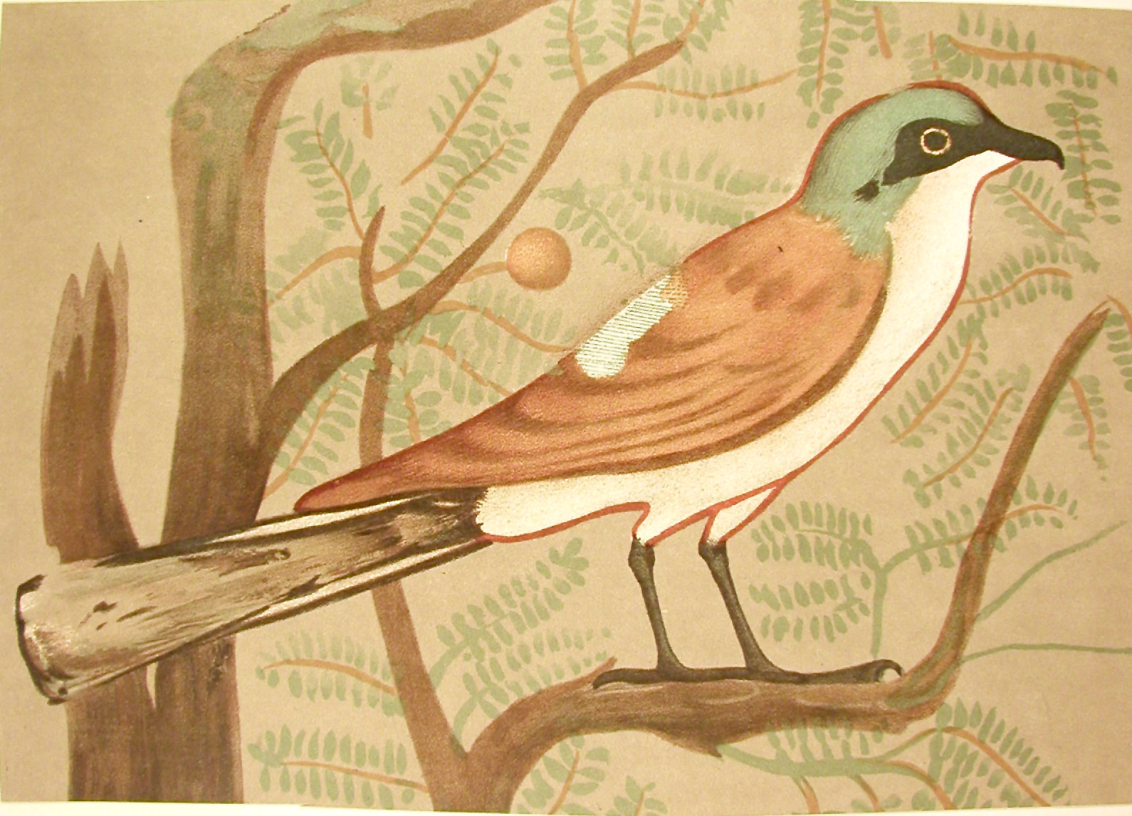 Carter MSS. vii.1.5.2 Red-Backed Shrike