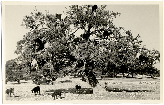Newberry MSS. XIII/E.A. Goats in a tree - photo