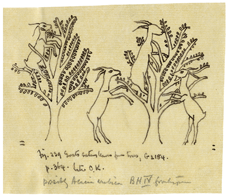 Newberry MSS. XIII/F.B. Goats in a tree - tracing